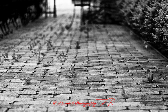 assorted_images-2012-108-nas