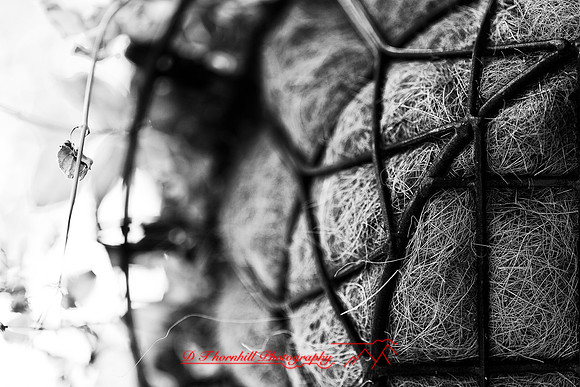 assorted_images-2012-113-nas
