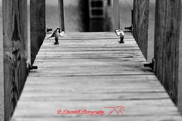 assorted_images-2012-115