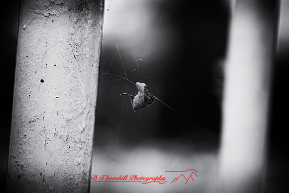 assorted_images-2012-102-nas