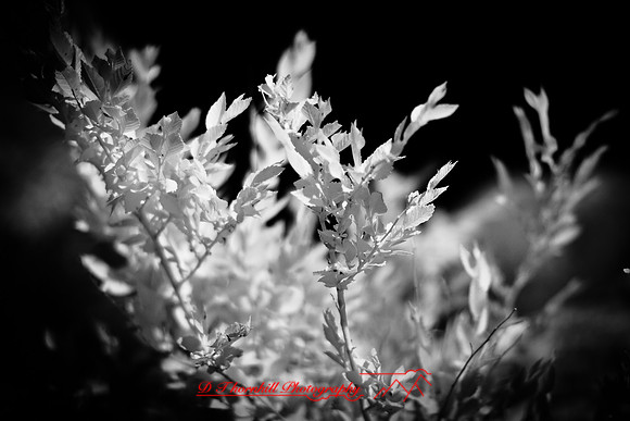 infrared_images-2012-058