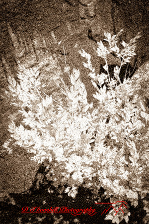 infrared_images-2012-057