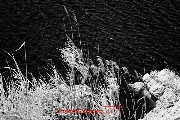 infrared_images-2012-061