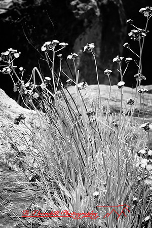 infrared_images-2012-062
