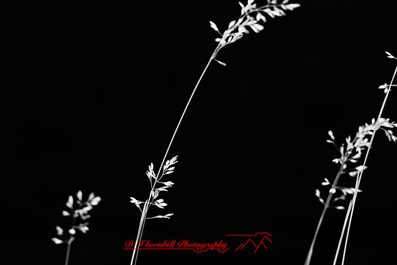 infrared_images-2012-067