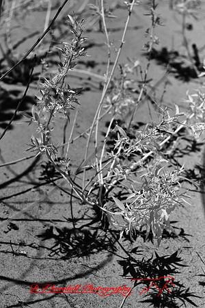 infrared_images-2012-055