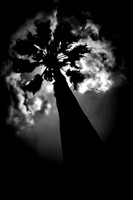 florida - pinhole - 2022 - 025