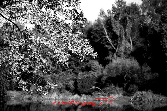 shiawasse-oct-2006_023