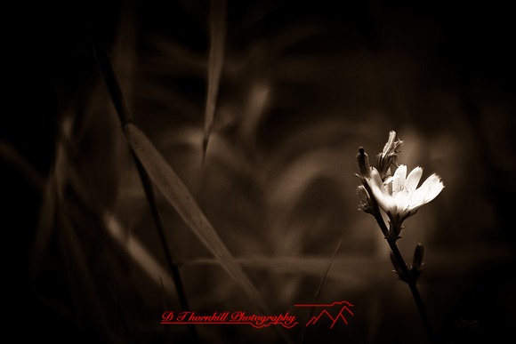 shiawassee-aug-2012-02