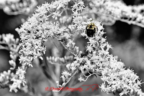 shiawassee-aug-2012-07-nas