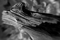 dow-gardens-infrared-2011-18