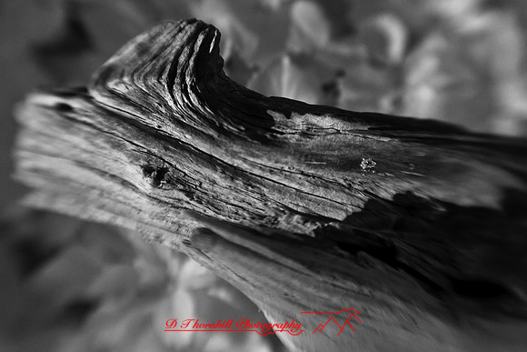 dow-gardens-infrared-2011-18