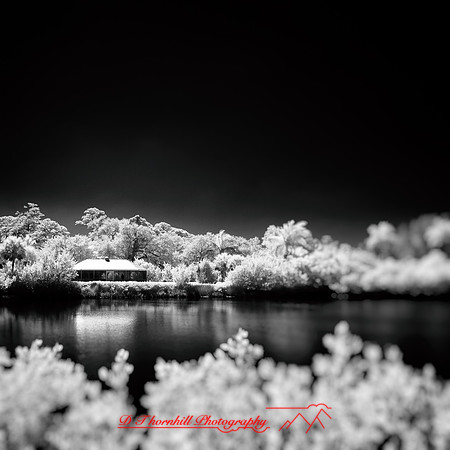 florida-2014-infrared-004-nas
