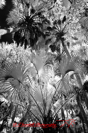 florida-2008-nature-infrared_55.jpg