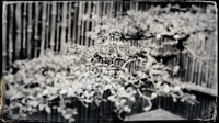 florida-march-2016-iphone-selby-gardens-011