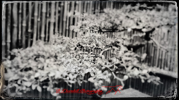 florida-march-2016-iphone-selby-gardens-011