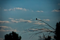 assorded_images-2012_13-01_HDR