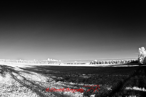 infrared-2008_113