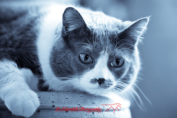 bastet_072