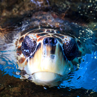 florida-nov-2014-sealife-020