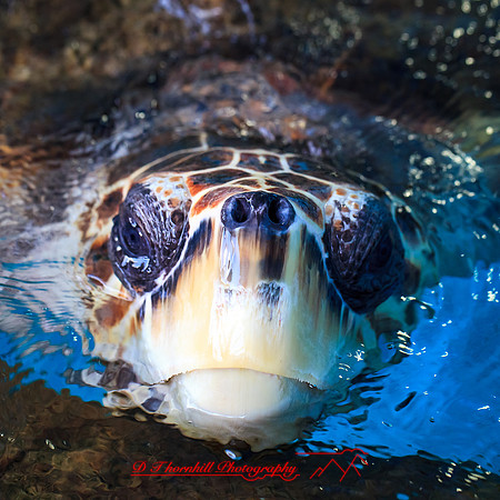 florida-nov-2014-sealife-020
