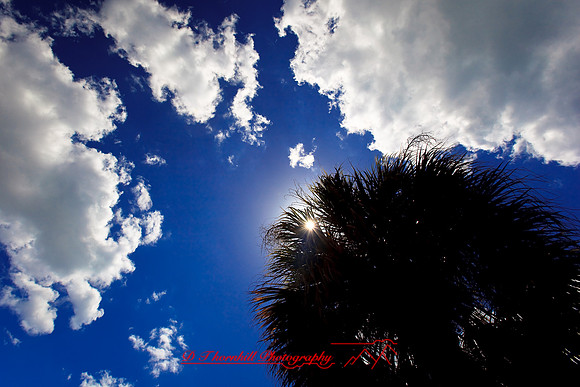florida-2009-nature_20.jpg