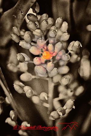 florida-flowers-2011-47-nik