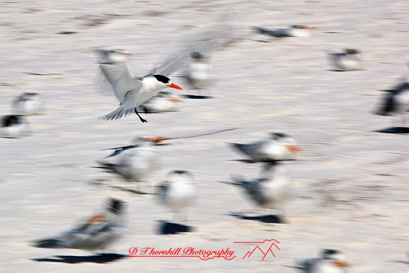 florida-2010-wildlife_15