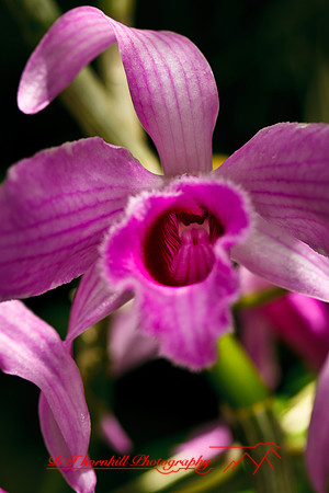 florida-flowers-2011-24