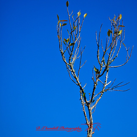 florida-2012-nature_13