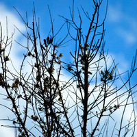 florida-2012-nature_16