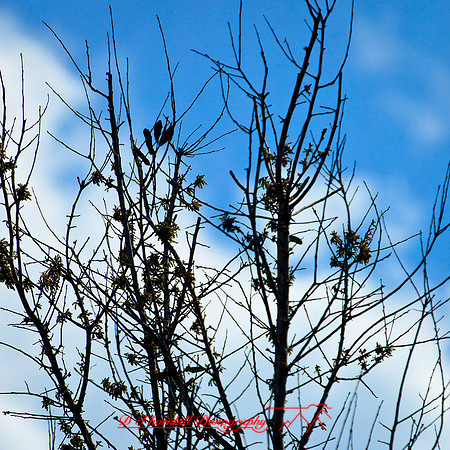 florida-2012-nature_16