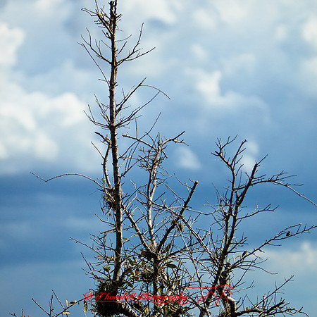 florida-2012-nature_19