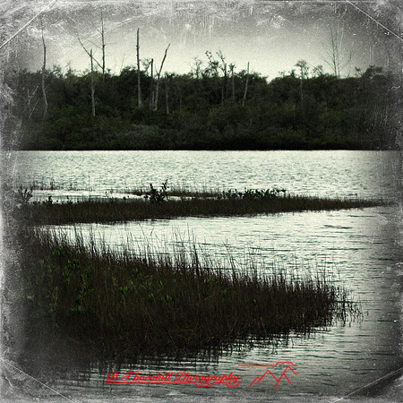 florida-2012-nature_20-nas