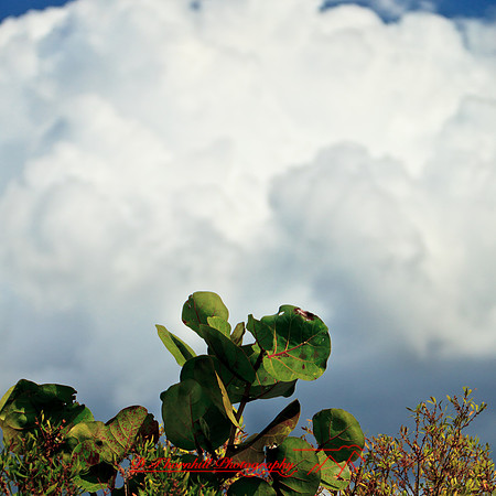 florida-2012-nature_21