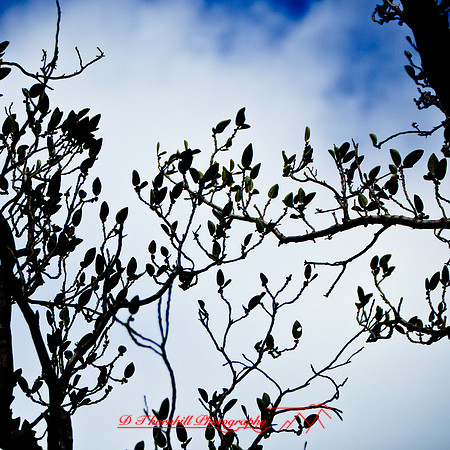 florida-2012-nature_25