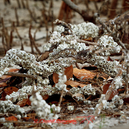 florida-2012-nature_27