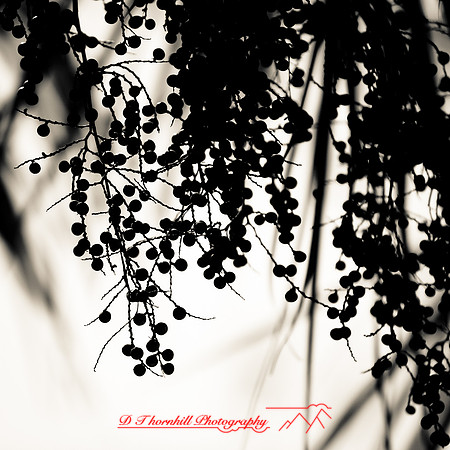 florida-2012-nature_01
