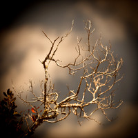 florida-2012-nature_02