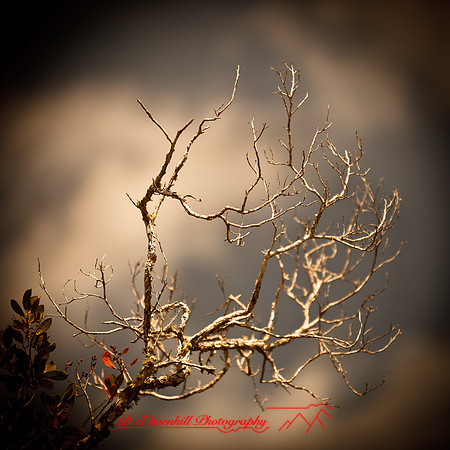 florida-2012-nature_02