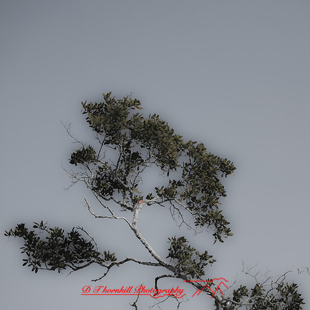 florida-2012-nature_06