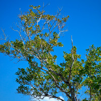 florida-2012-nature_08