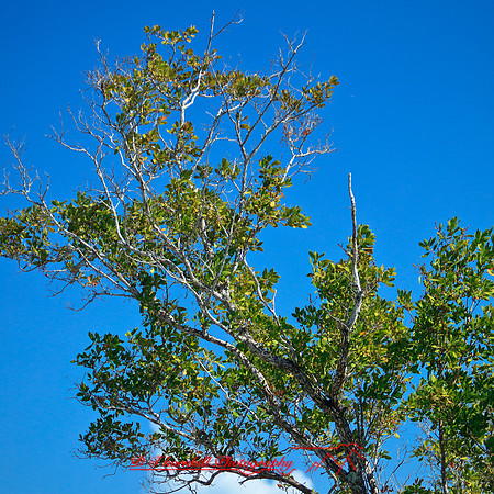 florida-2012-nature_08