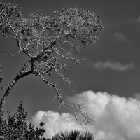 florida-2012-nature_09-nas