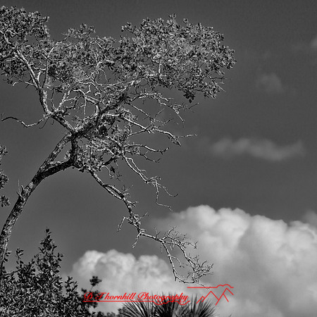 florida-2012-nature_09-nas