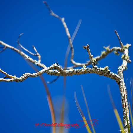 florida-2012-nature_10