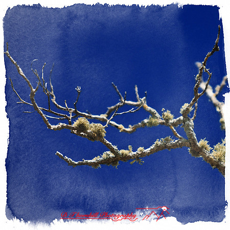 florida-2012-nature_11-nas