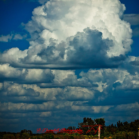 florida-2012-nature_17