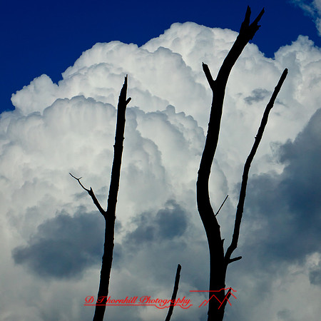 florida-2012-nature_23