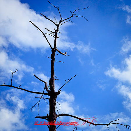 florida-2012-nature_26
